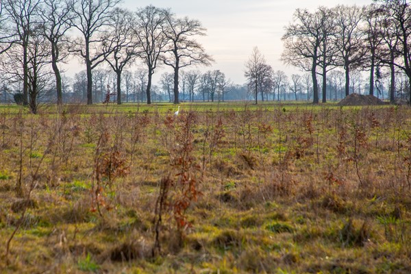 Medium property photo - Koninksweg 3B, 7065 AD Sinderen